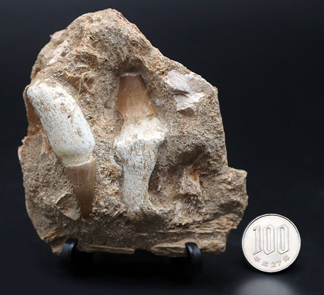 まるで採集現場のジオラマ！モササウルス、プラテカルプスの歯化石を含む顎骨の化石（その14）