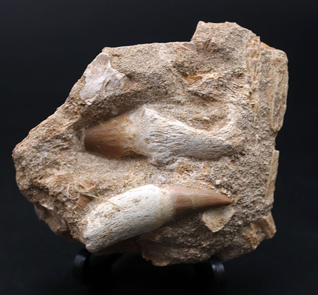 まるで採集現場のジオラマ！モササウルス、プラテカルプスの歯化石を含む顎骨の化石（その2）