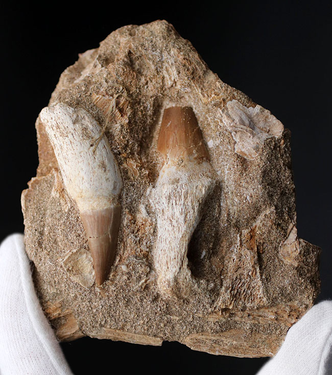 まるで採集現場のジオラマ！モササウルス、プラテカルプスの歯化石を含む顎骨の化石（その3）