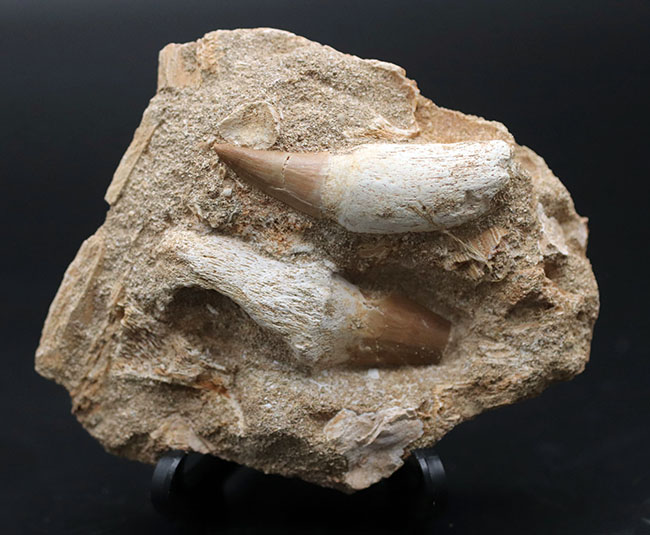 まるで採集現場のジオラマ！モササウルス、プラテカルプスの歯化石を含む顎骨の化石（その4）