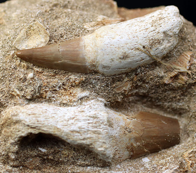 まるで採集現場のジオラマ！モササウルス、プラテカルプスの歯化石を含む顎骨の化石（その7）