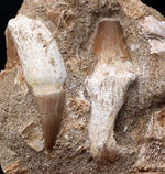 まるで採集現場のジオラマ！モササウルス、プラテカルプスの歯化石を含む顎骨の化石