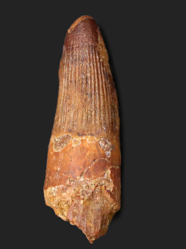 特徴的な縦線がよく保存されたおよそ1億年前の恐竜、スピノサウルス(Spinosaurus)の歯化石(その1)