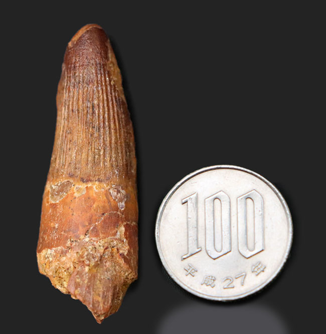 特徴的な縦線がよく保存されたおよそ1億年前の恐竜、スピノサウルス(Spinosaurus)の歯化石(その10)