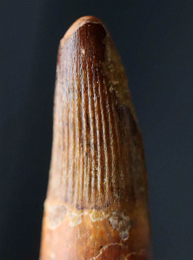 特徴的な縦線がよく保存されたおよそ1億年前の恐竜、スピノサウルス(Spinosaurus)の歯化石(その2)