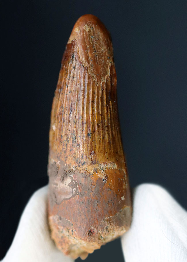 特徴的な縦線がよく保存されたおよそ1億年前の恐竜、スピノサウルス(Spinosaurus)の歯化石(その3)