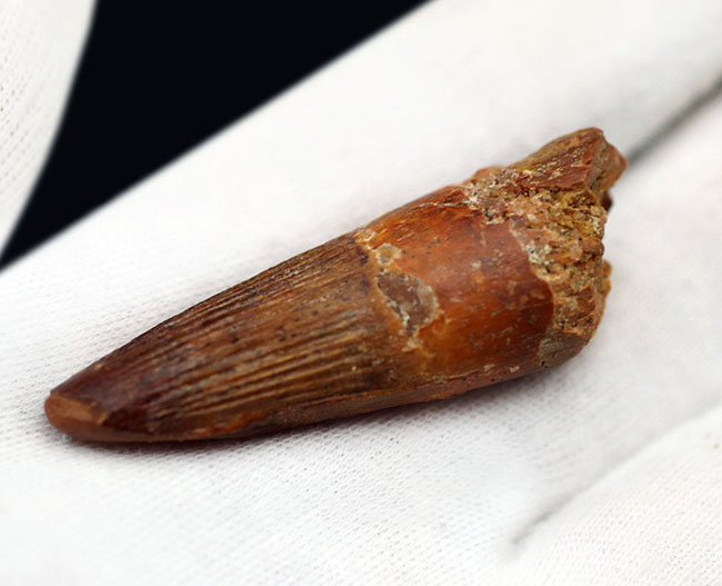 特徴的な縦線がよく保存されたおよそ1億年前の恐竜、スピノサウルス(Spinosaurus)の歯化石(その4)