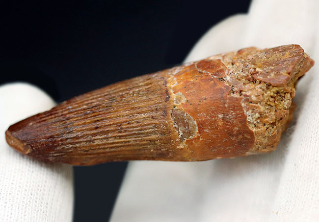 特徴的な縦線がよく保存されたおよそ1億年前の恐竜、スピノサウルス(Spinosaurus)の歯化石(その5)
