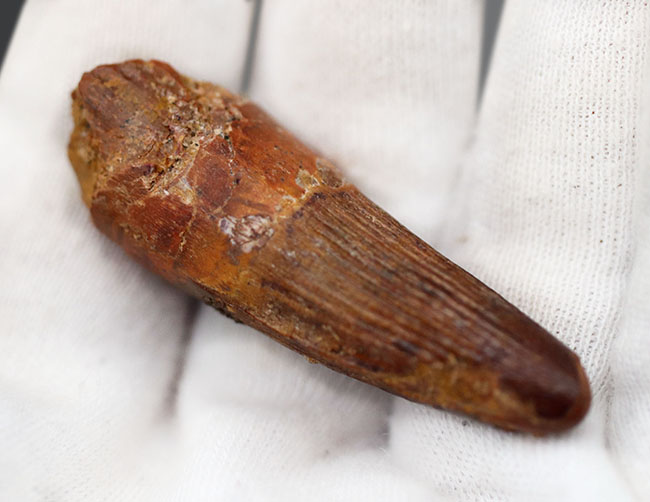 特徴的な縦線がよく保存されたおよそ1億年前の恐竜、スピノサウルス(Spinosaurus)の歯化石(その6)
