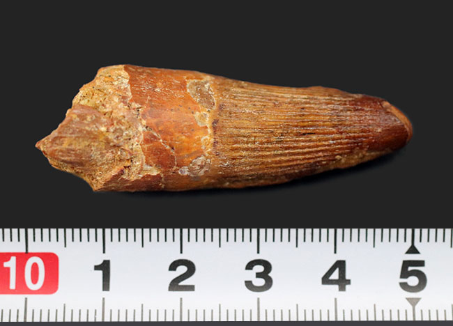 特徴的な縦線がよく保存されたおよそ1億年前の恐竜、スピノサウルス(Spinosaurus)の歯化石(その9)