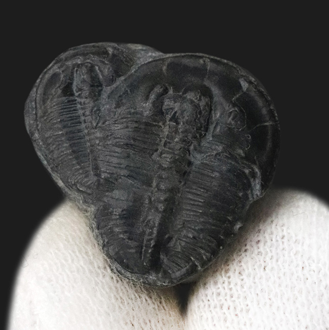 親子のように並んだ面白い標本、最古の原始的な三葉虫の一つ、エルラシア・キンギ(Elrathia Kingi)のダブル標本(その2)