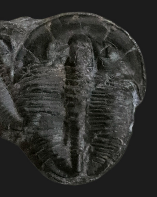 親子のように並んだ面白い標本、最古の原始的な三葉虫の一つ、エルラシア・キンギ(Elrathia Kingi)のダブル標本(その3)