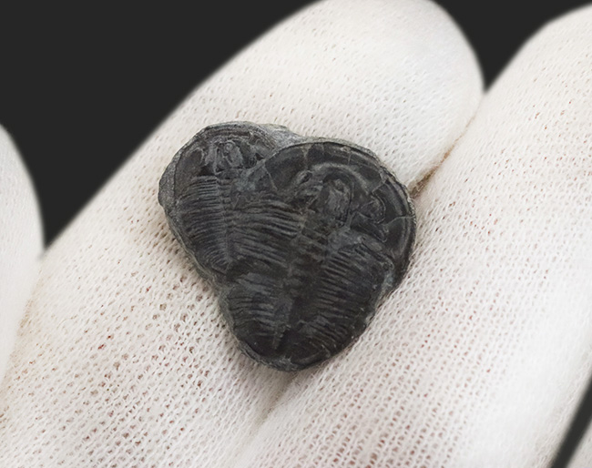 親子のように並んだ面白い標本、最古の原始的な三葉虫の一つ、エルラシア・キンギ(Elrathia Kingi)のダブル標本(その4)