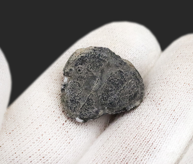 親子のように並んだ面白い標本、最古の原始的な三葉虫の一つ、エルラシア・キンギ(Elrathia Kingi)のダブル標本(その5)