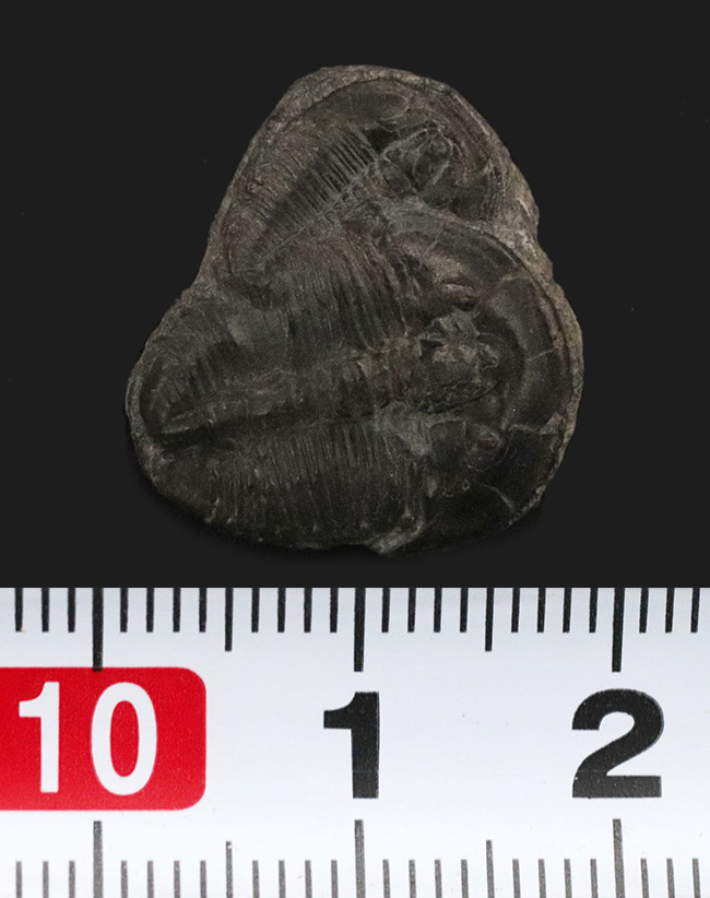 親子のように並んだ面白い標本、最古の原始的な三葉虫の一つ、エルラシア・キンギ(Elrathia Kingi)のダブル標本(その6)