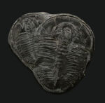 親子のように並んだ面白い標本、最古の原始的な三葉虫の一つ、エルラシア・キンギ（Elrathia Kingi）のダブル標本