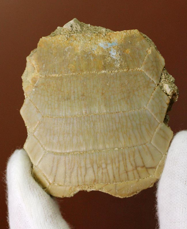 貝や甲殻類を捕食するために進化した、ミリオバチス（Myliobatis sp.）の舗装歯の化石（その1）