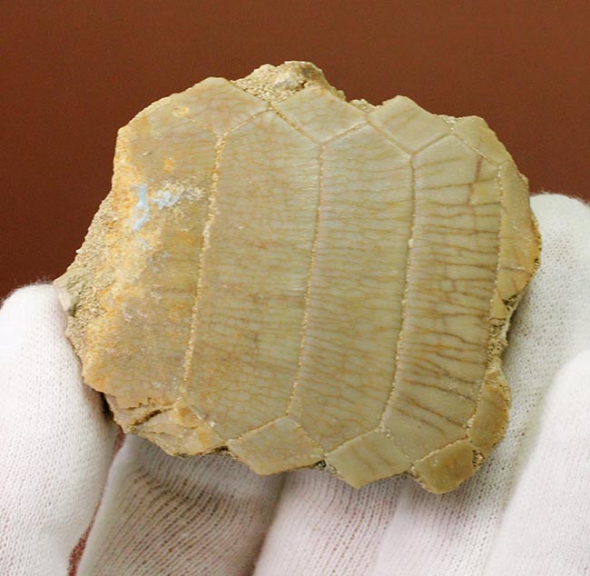 貝や甲殻類を捕食するために進化した、ミリオバチス（Myliobatis sp.）の舗装歯の化石（その10）