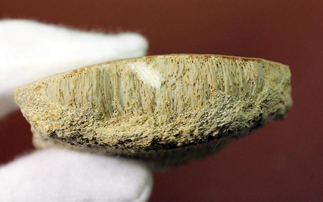 貝や甲殻類を捕食するために進化した、ミリオバチス（Myliobatis sp.）の舗装歯の化石（その11）