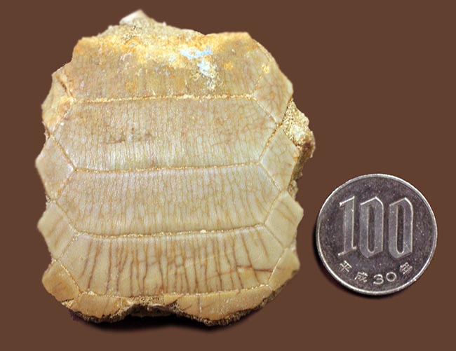 貝や甲殻類を捕食するために進化した、ミリオバチス（Myliobatis sp.）の舗装歯の化石（その12）
