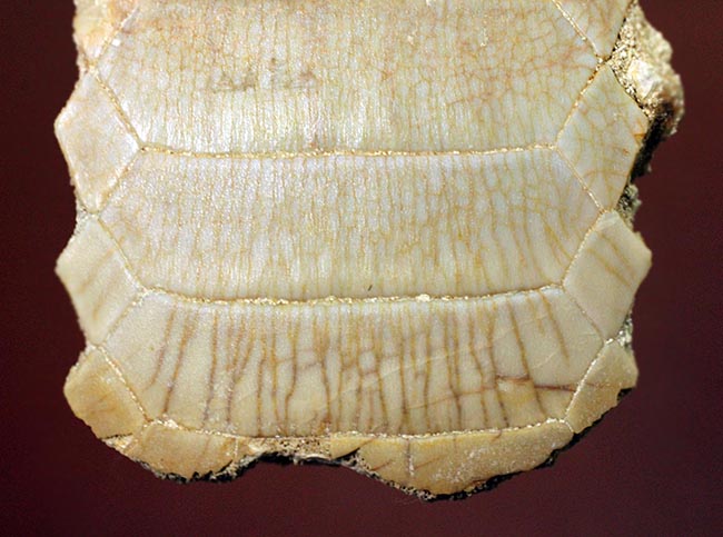 貝や甲殻類を捕食するために進化した、ミリオバチス（Myliobatis sp.）の舗装歯の化石（その3）