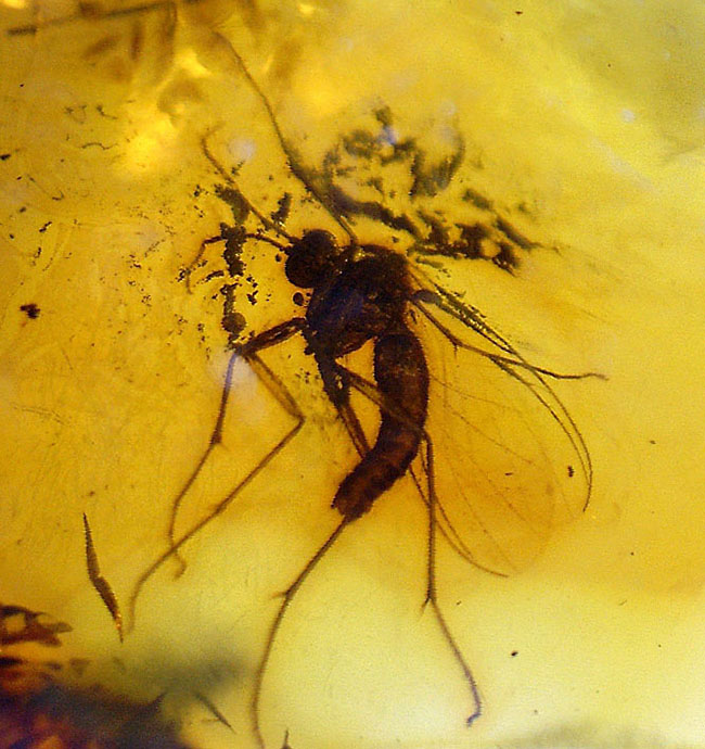 輝く琥珀色に包まれた、はっきり分かる2匹の虫。琥珀鑑賞が初めての方には特にお勧め、バルト海産虫入り琥珀(Amber)(その11)