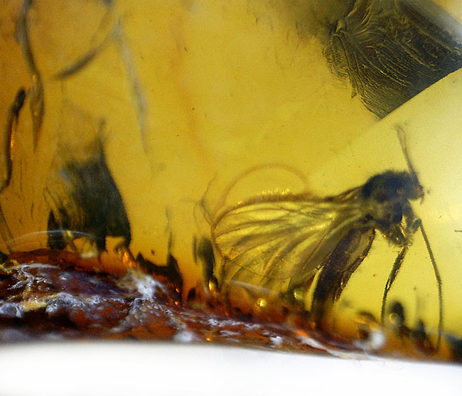 輝く琥珀色に包まれた、はっきり分かる2匹の虫。琥珀鑑賞が初めての方