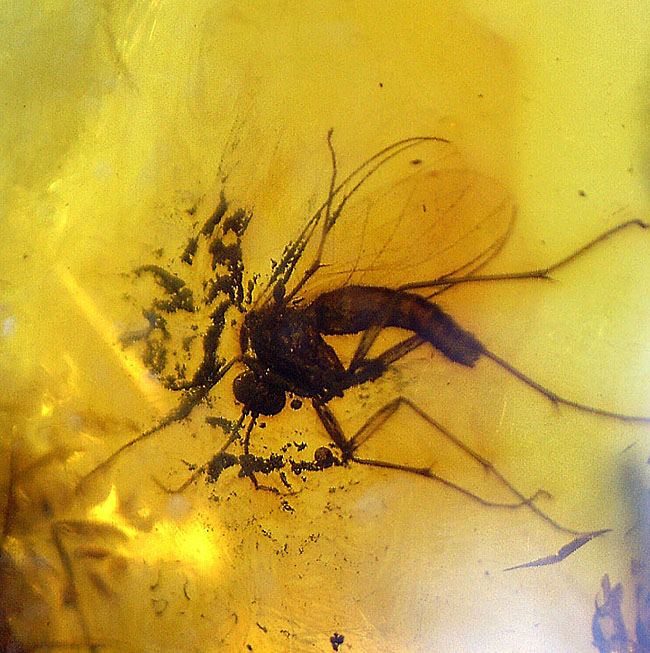 輝く琥珀色に包まれた、はっきり分かる2匹の虫。琥珀鑑賞が初めての方には特にお勧め、バルト海産虫入り琥珀(Amber)(その14)