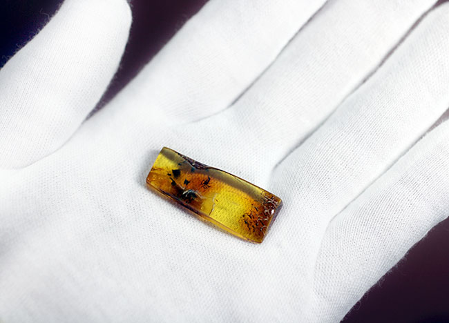 輝く琥珀色に包まれた、はっきり分かる2匹の虫。琥珀鑑賞が初めての方には特にお勧め、バルト海産虫入り琥珀(Amber)(その3)