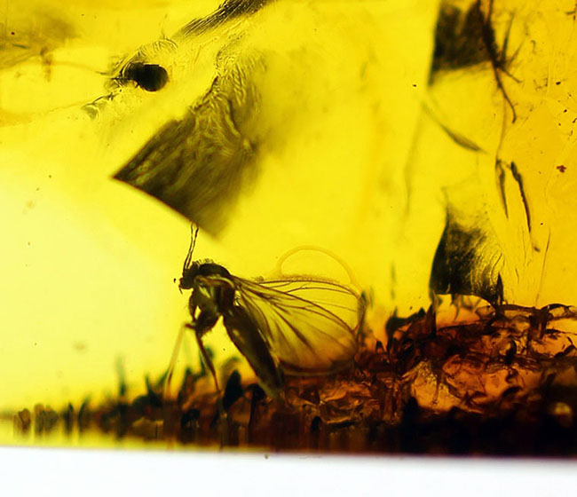 輝く琥珀色に包まれた、はっきり分かる2匹の虫。琥珀鑑賞が初めての方