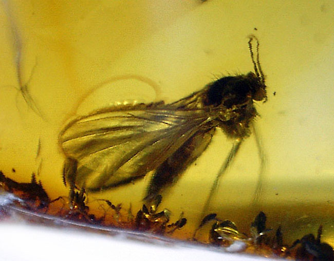 輝く琥珀色に包まれた、はっきり分かる2匹の虫。琥珀鑑賞が初めての方には特にお勧め、バルト海産虫入り琥珀(Amber)(その9)