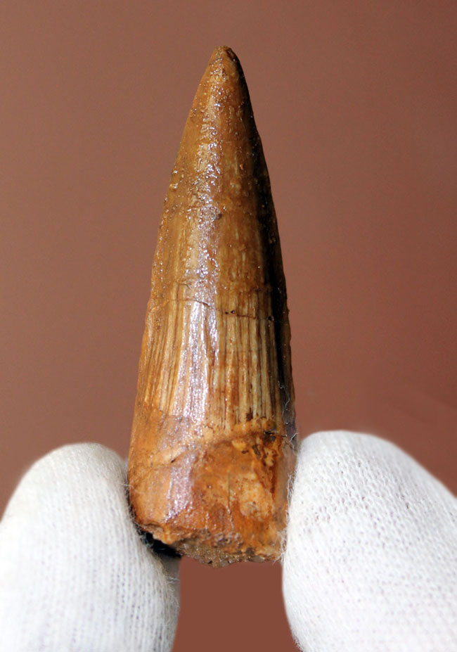 小サイズながら保存状態良好。肉食恐竜スピノサウルス(Spinosaurus)の歯化石(その1)