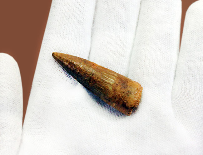 小サイズながら保存状態良好。肉食恐竜スピノサウルス(Spinosaurus)の歯化石(その3)