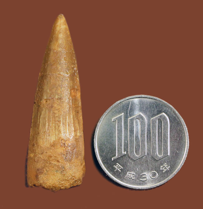 小サイズながら保存状態良好。肉食恐竜スピノサウルス(Spinosaurus)の歯化石(その8)