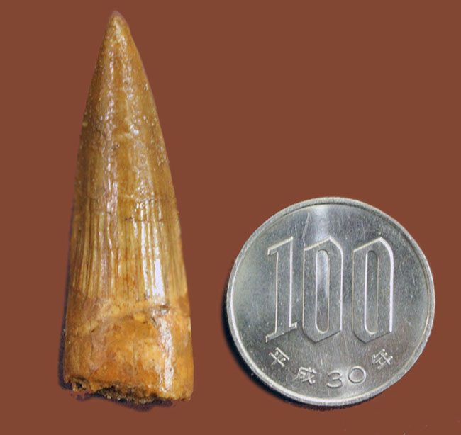 小サイズながら保存状態良好。肉食恐竜スピノサウルス(Spinosaurus)の歯化石(その9)