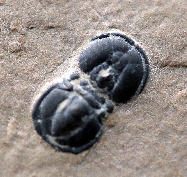 全形がほぼ完全に保存された、変わり種の三葉虫、ペロノプシス（Peronopsis interstrictus）の化石（その5）