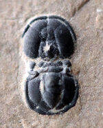 全形がほぼ完全に保存された、変わり種の三葉虫、ペロノプシス（Peronopsis interstrictus）の化石