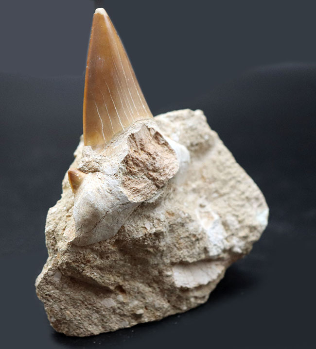 古代鮫、オトドゥス・オブリークス（Otodus）の母岩付きの歯化石（その3）