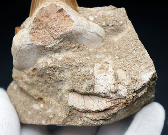古代鮫、オトドゥス・オブリークス（Otodus）の母岩付きの歯化石（その6）