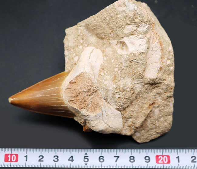 古代鮫、オトドゥス・オブリークス（Otodus）の母岩付きの歯化石（その8）