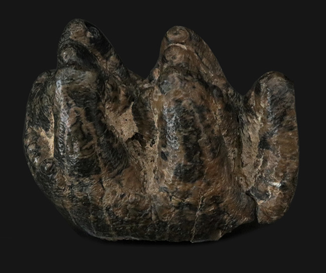 側面から見ると構造が丸わかり、本状態良好！絶滅長鼻類、マストドン（Mammut）の臼歯の化石（その1）