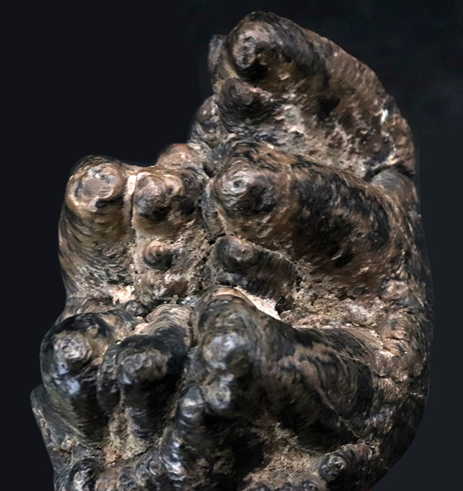 側面から見ると構造が丸わかり、本状態良好！絶滅長鼻類、マストドン（Mammut）の臼歯の化石（その3）