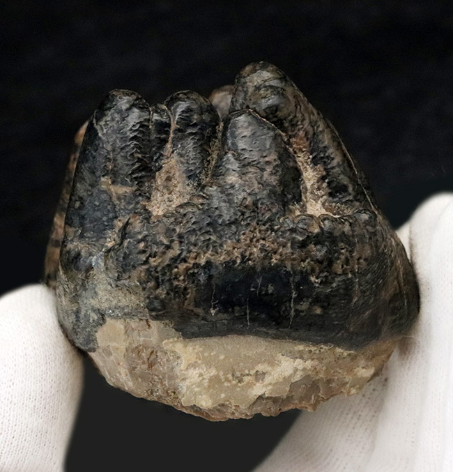 側面から見ると構造が丸わかり、本状態良好！絶滅長鼻類、マストドン（Mammut）の臼歯の化石（その5）