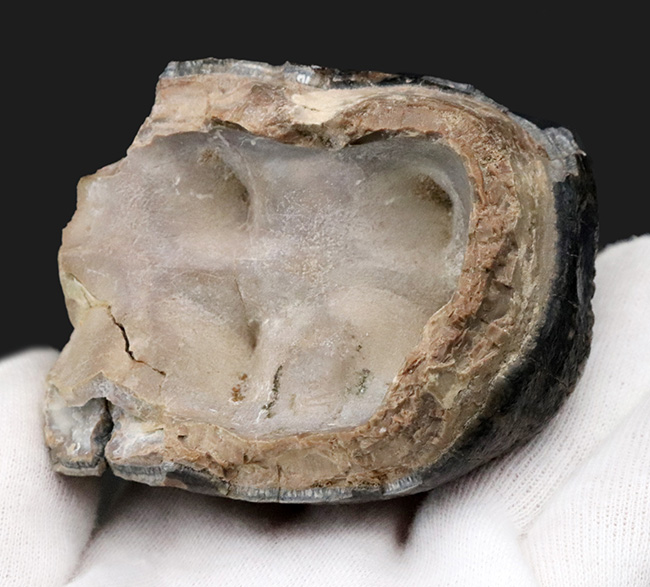 側面から見ると構造が丸わかり、本状態良好！絶滅長鼻類、マストドン（Mammut）の臼歯の化石（その6）