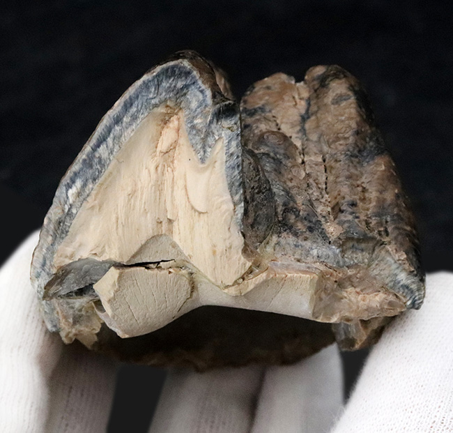 側面から見ると構造が丸わかり、本状態良好！絶滅長鼻類、マストドン（Mammut）の臼歯の化石（その7）