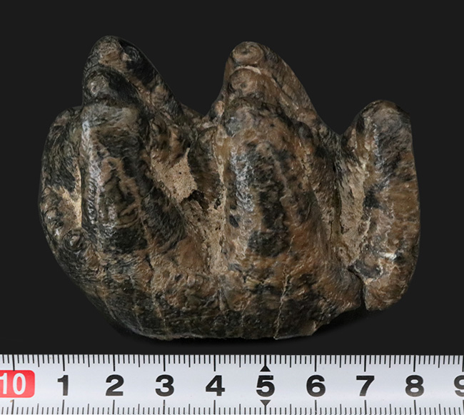 側面から見ると構造が丸わかり、本状態良好！絶滅長鼻類、マストドン（Mammut）の臼歯の化石（その8）