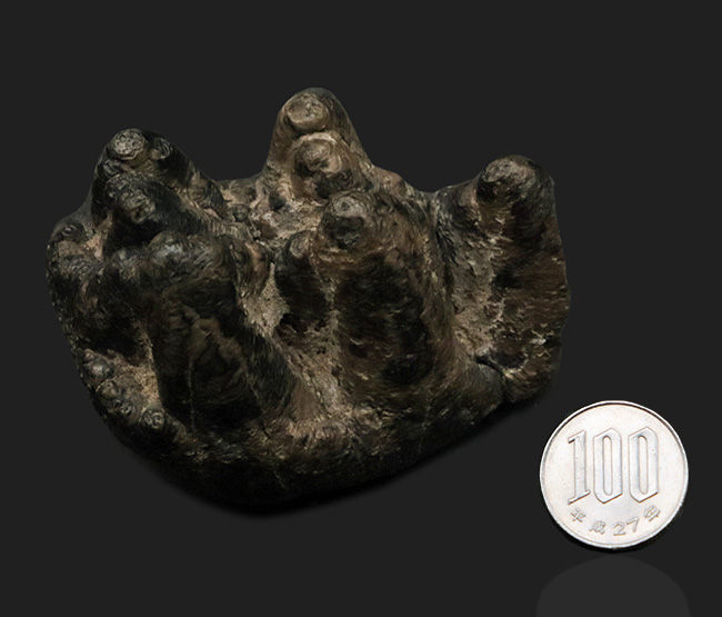 側面から見ると構造が丸わかり、本状態良好！絶滅長鼻類、マストドン（Mammut）の臼歯の化石（その9）