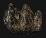側面から見ると構造が丸わかり、本状態良好！絶滅長鼻類、マストドン（Mammut）の臼歯の化石