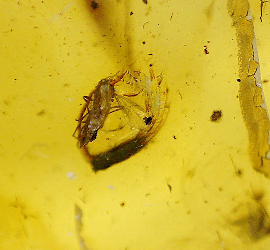 大小４匹の虫を内包する、透明度の高いバルト海産琥珀（その1）