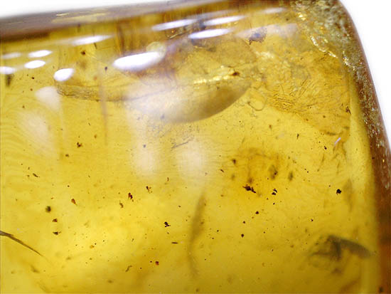 大小４匹の虫を内包する、透明度の高いバルト海産琥珀（その13）